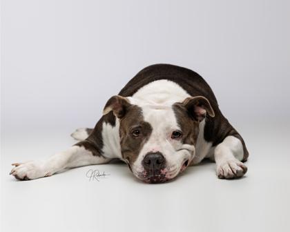 Enlarge Phoebe, a ADOPTABLE mixed breed in Inverness, FL image 2/4
