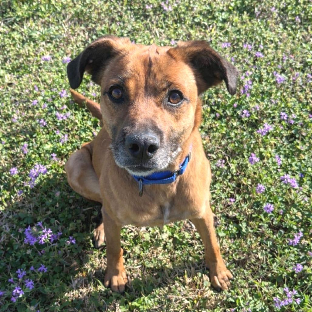 Fig, Adoptable, Adult Female Black Mouth Cur.