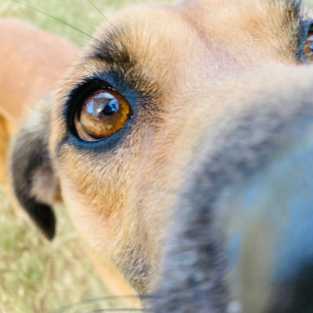 Fig, a Adoptable mixed breed in Cabot, AR image 1/6