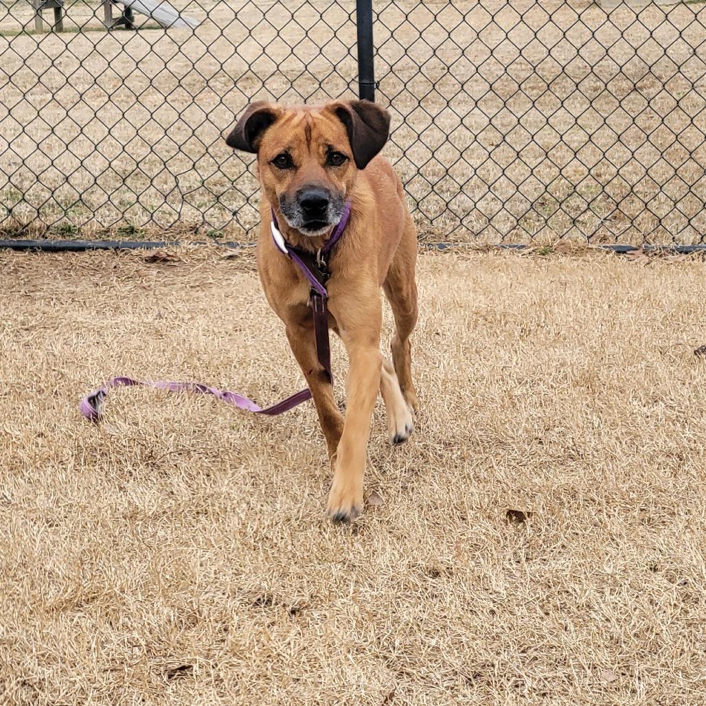 Fig, a Adoptable mixed breed in Cabot, AR image 3/6