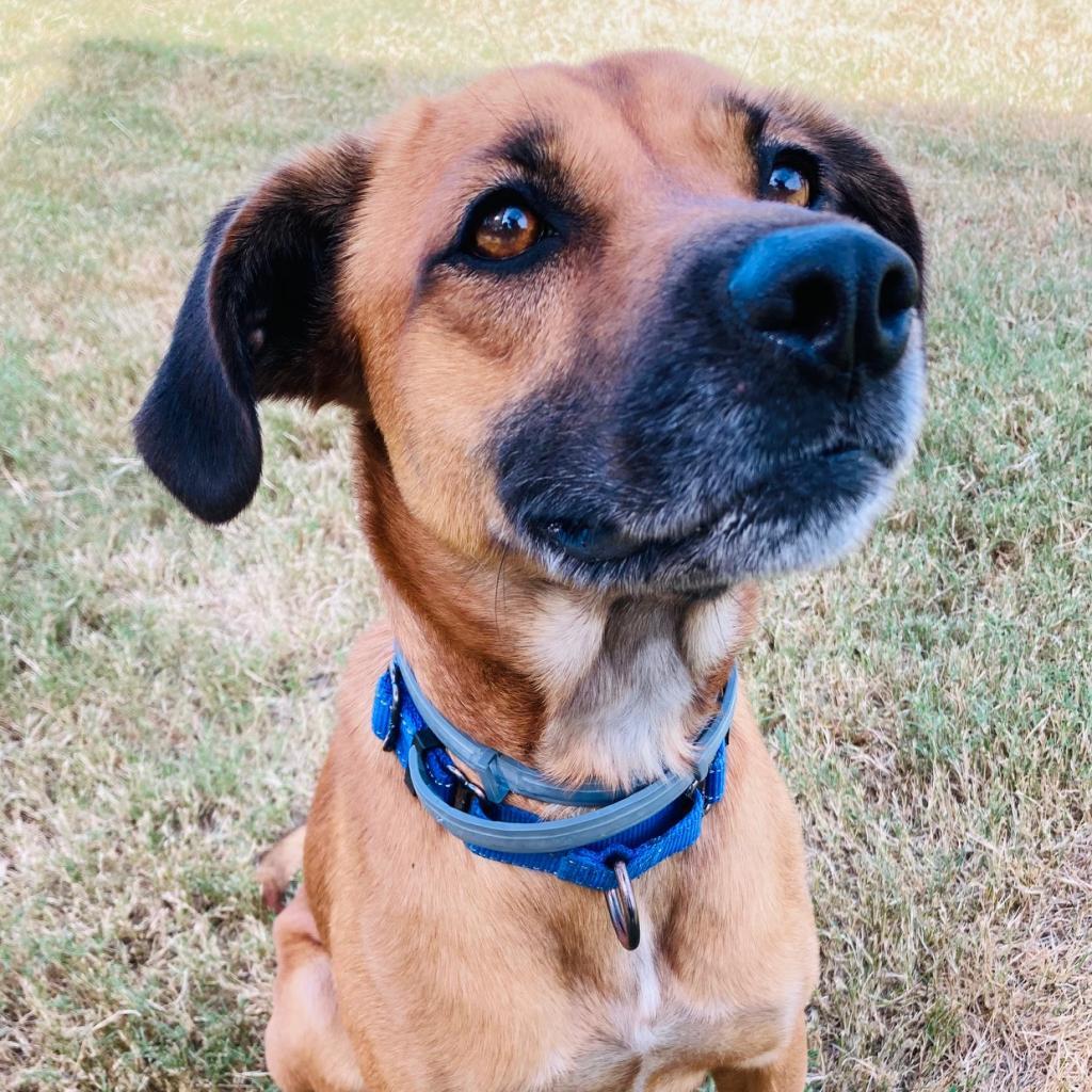 Fig, a Adoptable mixed breed in Cabot, AR image 4/6