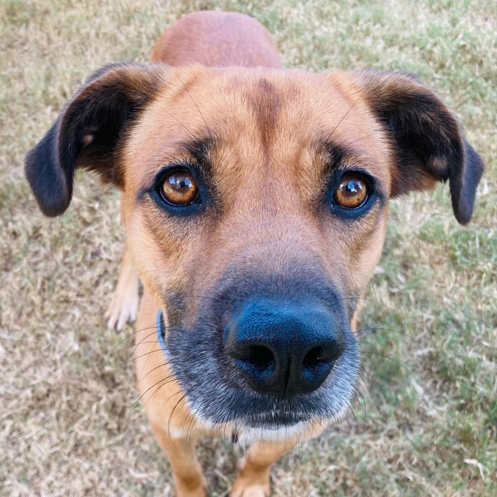 Fig, a Adoptable mixed breed in Cabot, AR image 5/6