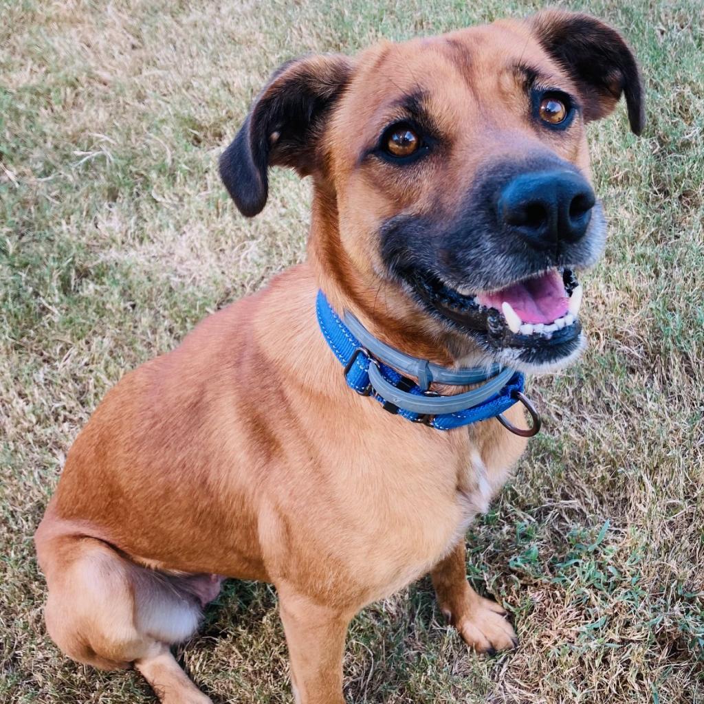 Fig, a Adoptable mixed breed in Cabot, AR image 6/6