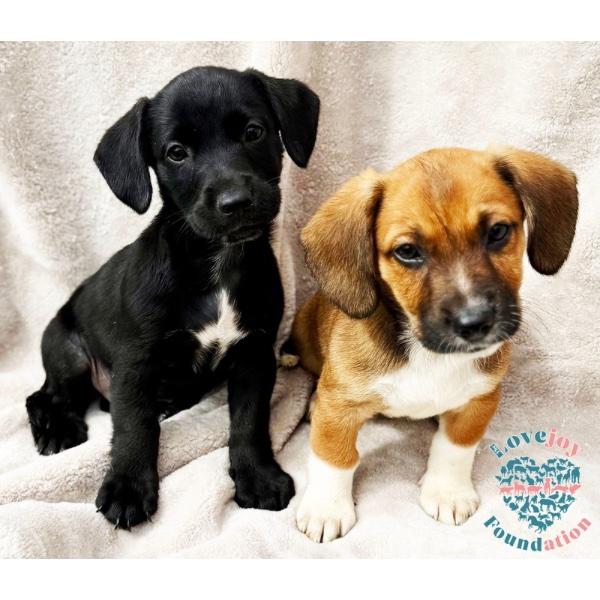 Enlarge Bandit Litter, a Adopted mixed breed in Inglewood, CA image 1/2