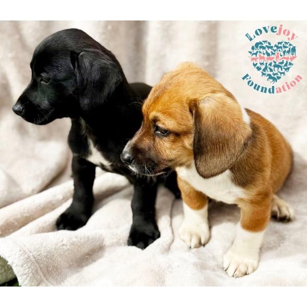 Enlarge Bandit Litter, a Adopted mixed breed in Inglewood, CA image 2/2