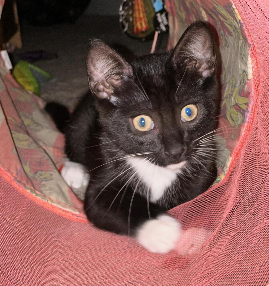 James Bond, Adoptable, Kitten Male Domestic Short Hair.