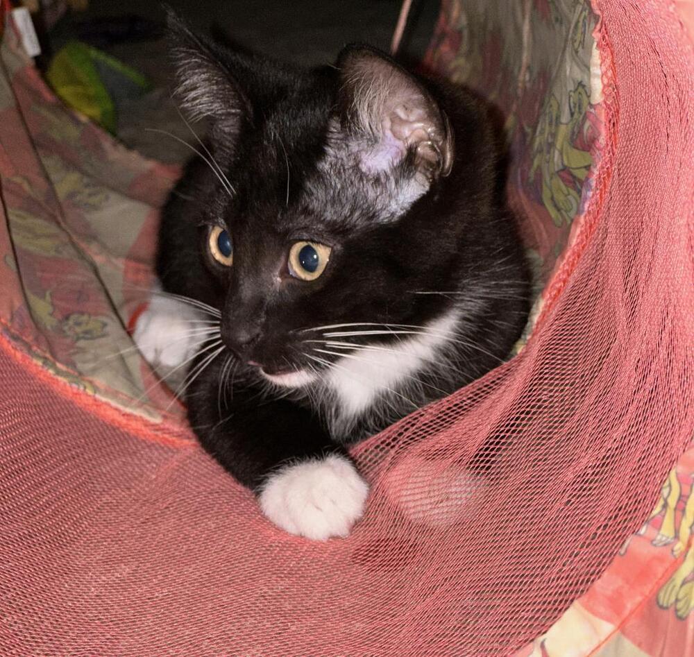 Enlarge James Bond, a Adoptable Domestic Short Hair in Oceanside, CA image 2/6
