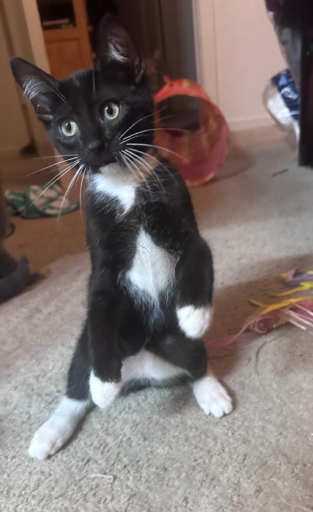 Enlarge James Bond, a Adoptable Domestic Short Hair in Oceanside, CA image 3/6