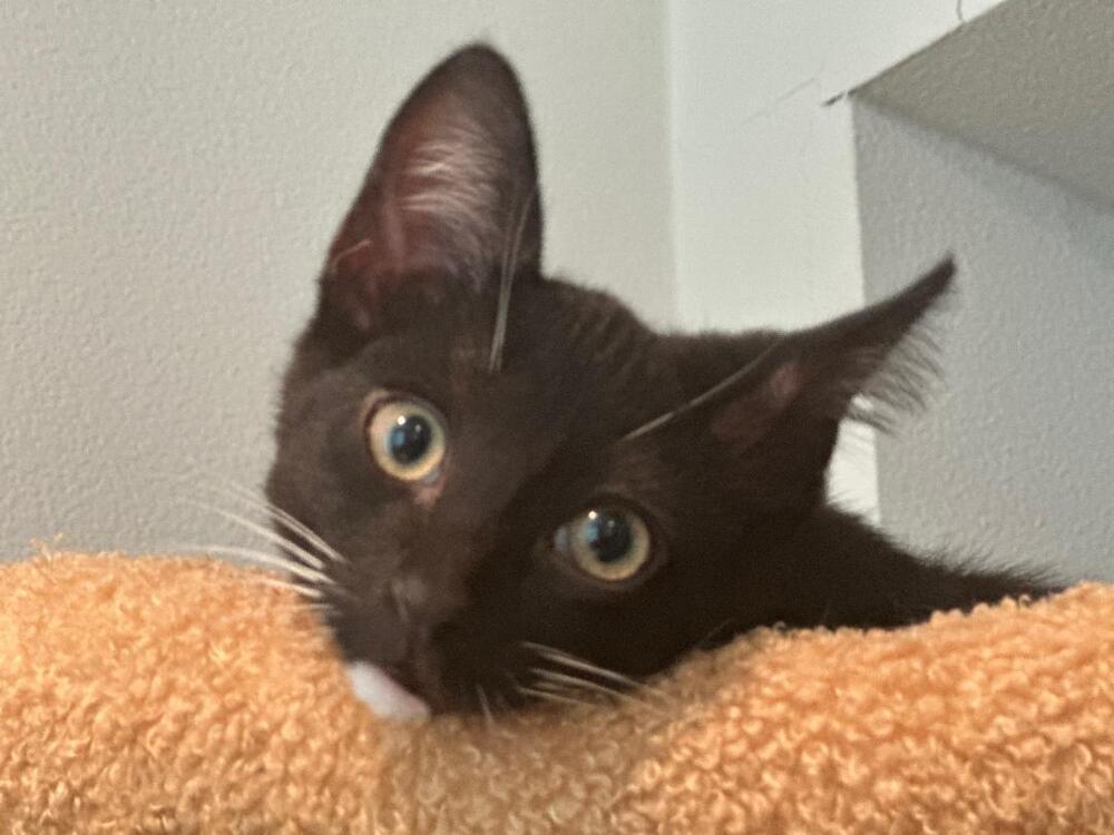 Enlarge James Bond, a Adoptable Domestic Short Hair in Oceanside, CA image 4/6