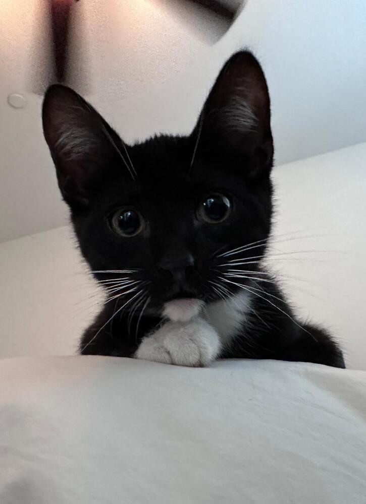 Enlarge James Bond, a Adoptable Domestic Short Hair in Oceanside, CA image 5/6