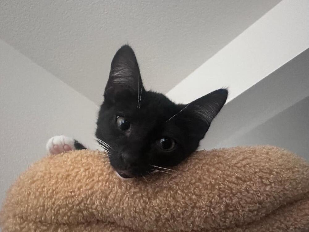 Enlarge James Bond, a Adoptable Domestic Short Hair in Oceanside, CA image 6/6