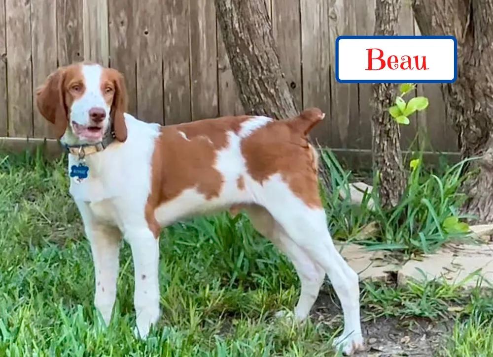 Beau, Adoptable, Young Male Brittany Spaniel.