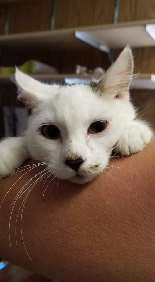  Kittens!!, Adoptable, Kitten Male Domestic Short Hair & Domestic Medium Hair.