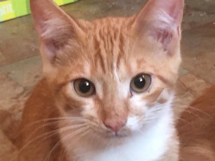 Enlarge  Kittens!!, a Adoptable mixed breed in Longmont, CO image 2/12