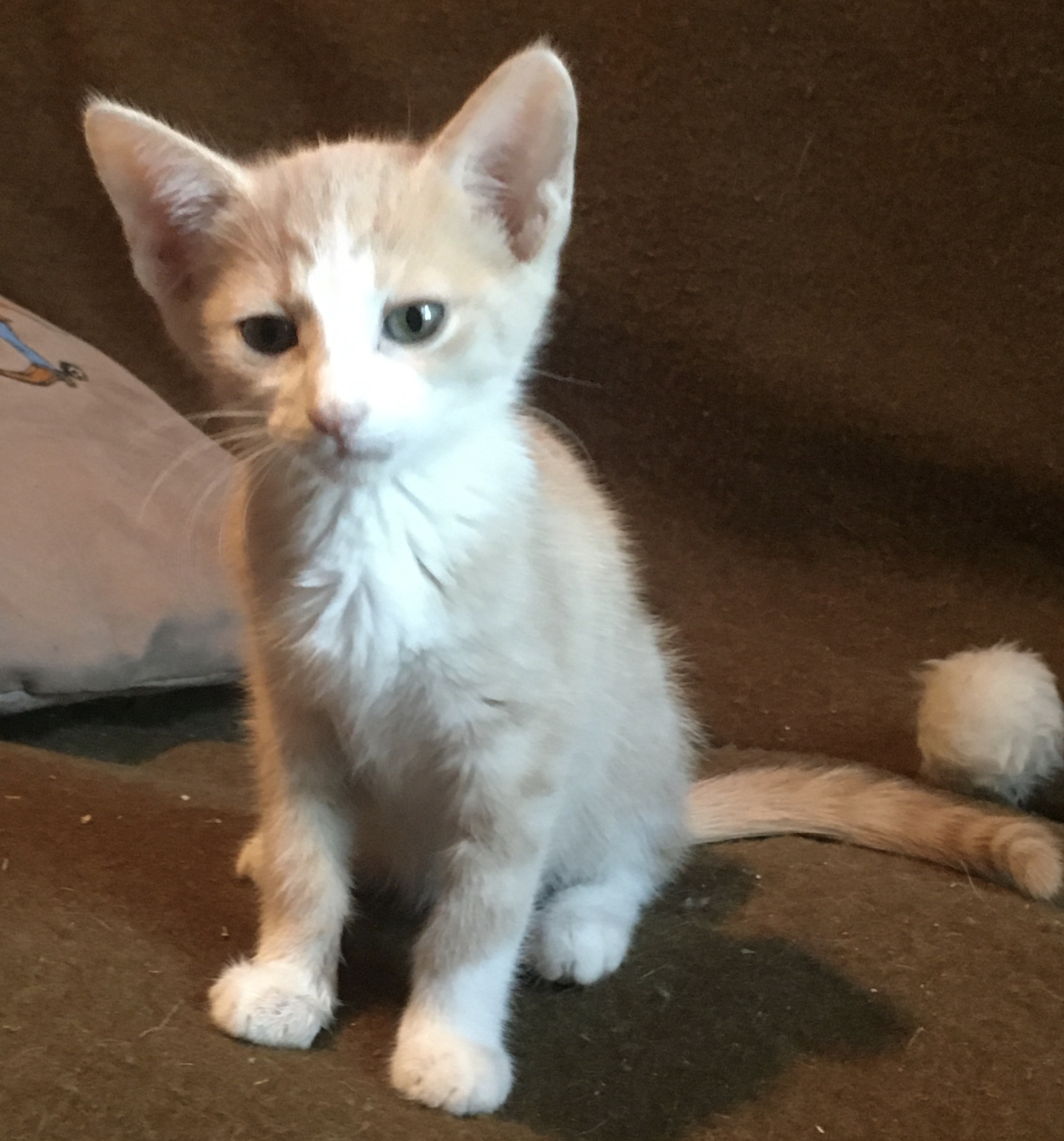 Enlarge  Kittens!!, a Adoptable mixed breed in Longmont, CO image 3/12