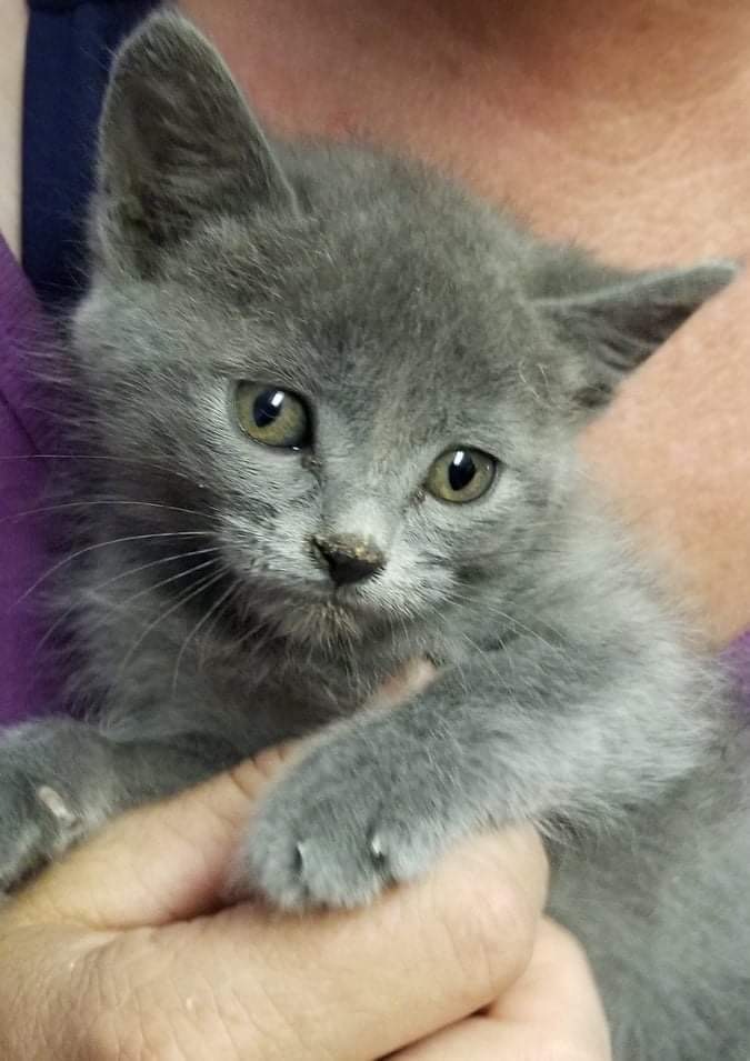 Enlarge  Kittens!!, a Adoptable mixed breed in Longmont, CO image 4/12