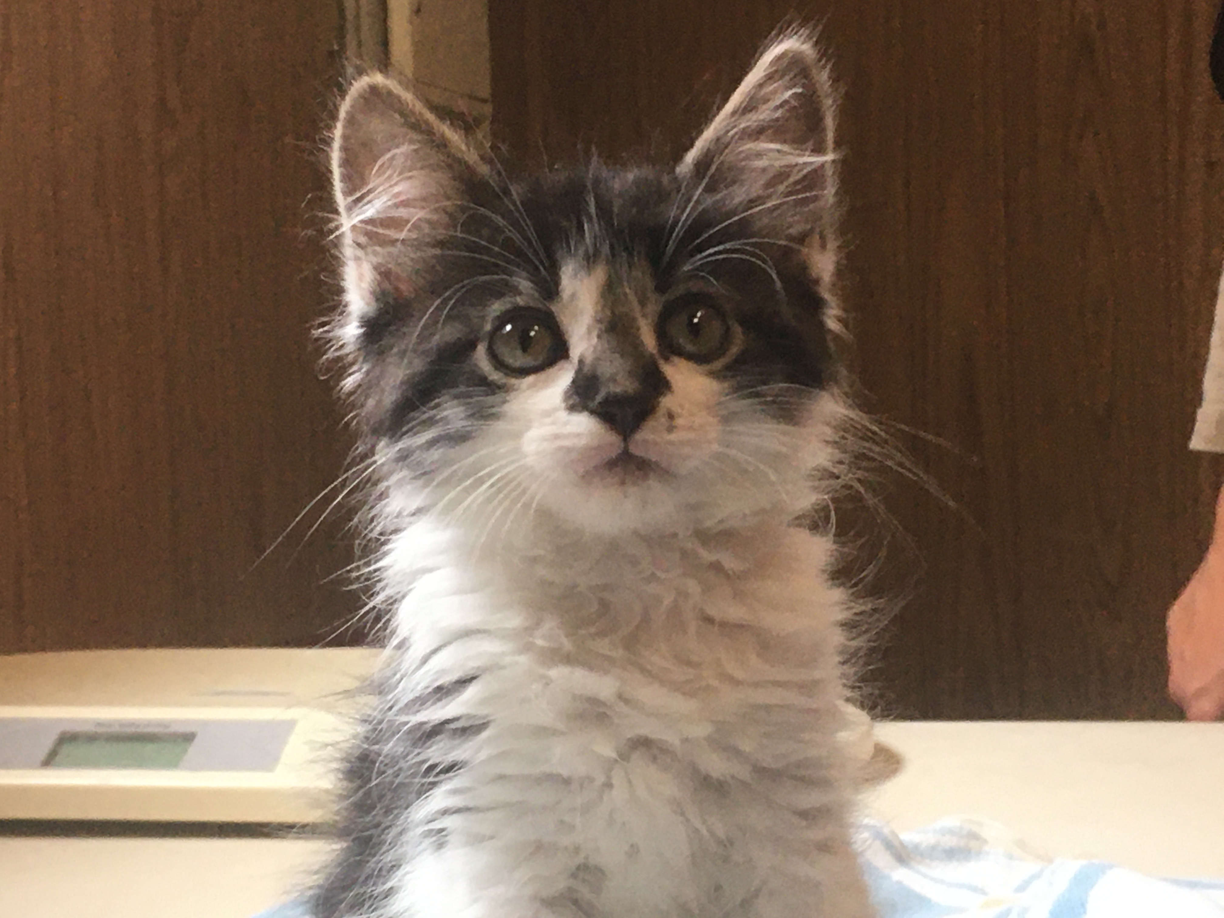 Enlarge  Kittens!!, a Adoptable mixed breed in Longmont, CO image 5/12