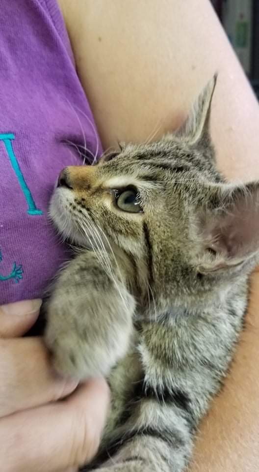 Enlarge  Kittens!!, a Adoptable mixed breed in Longmont, CO image 6/12