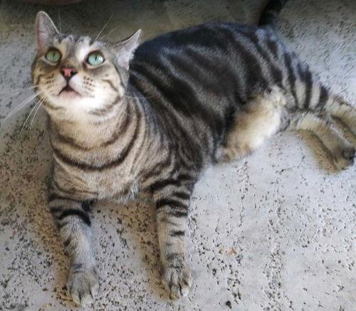 Enlarge Mama Kitty - Center Foster Home, a Adoptable Domestic Short Hair in Oakland Park, FL image 1/3