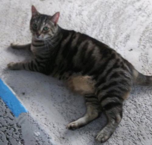 Enlarge Mama Kitty - Center Foster Home, a Adoptable Domestic Short Hair in Oakland Park, FL image 2/3