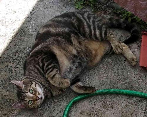 Enlarge Mama Kitty - Center Foster Home, a Adoptable Domestic Short Hair in Oakland Park, FL image 3/3