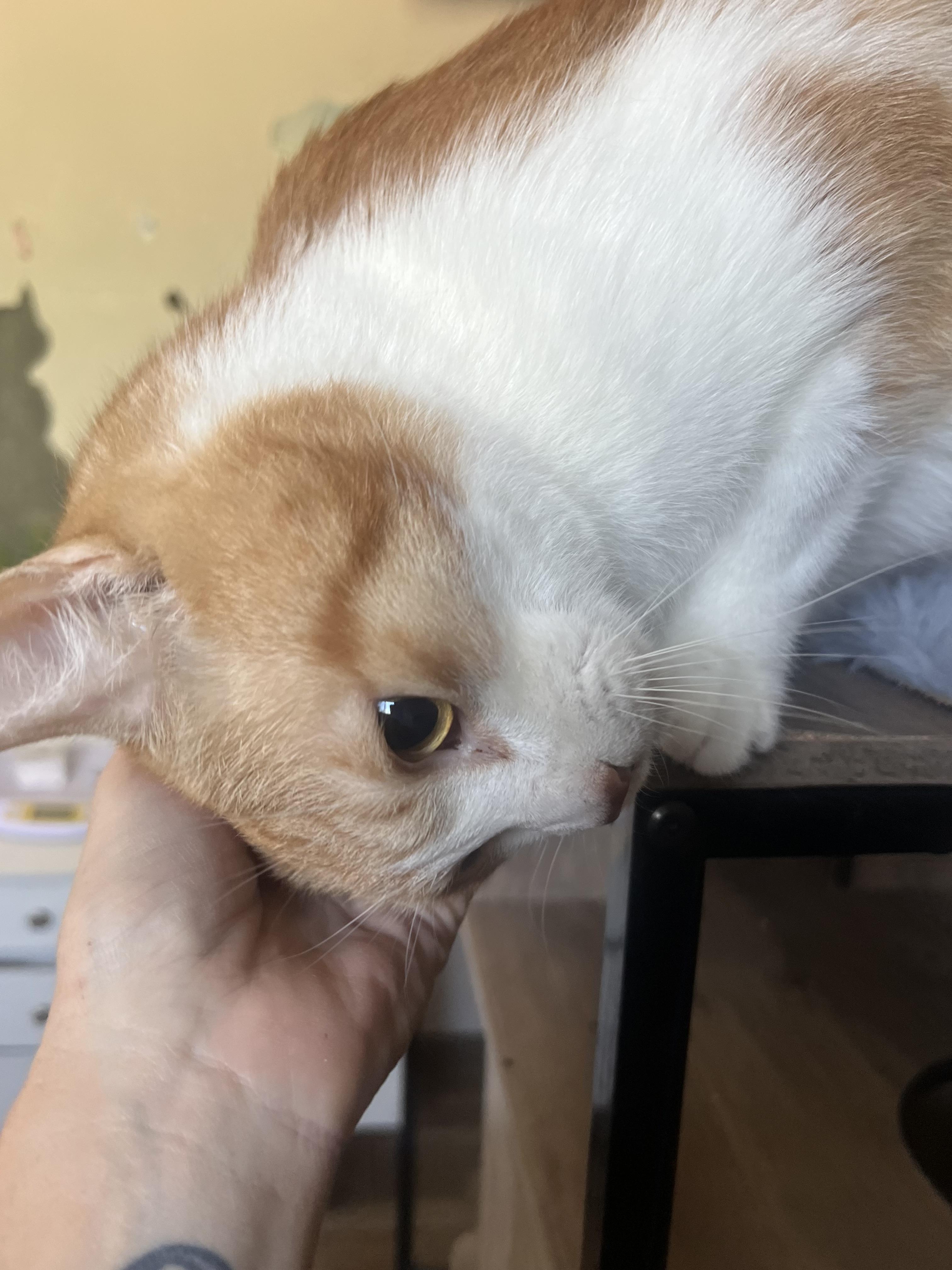 Rascal, a Adoptable Domestic Short Hair in Rio Linda, CA image 5/6