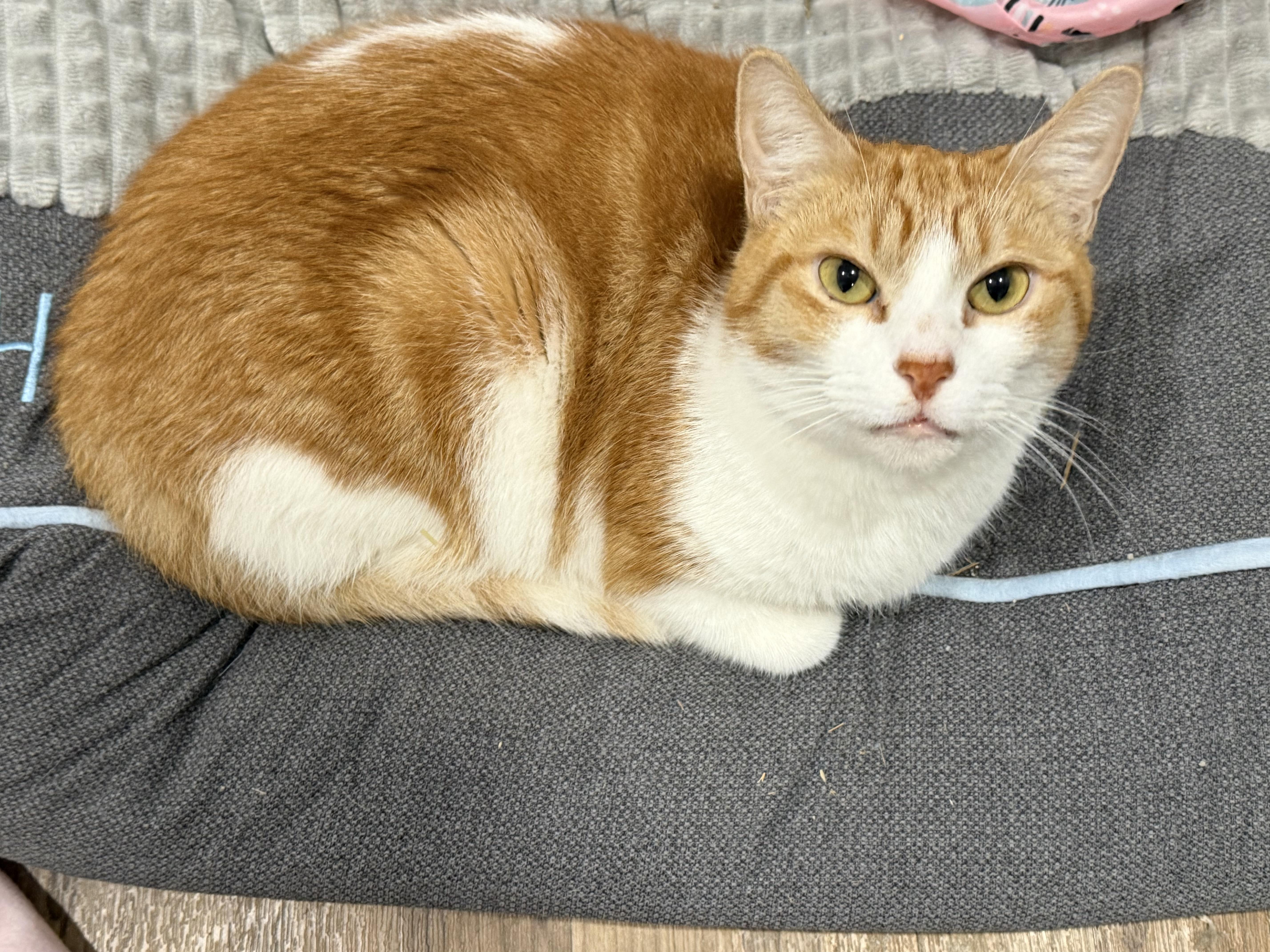 Rascal, Adoptable, Adult Male Domestic Short Hair.