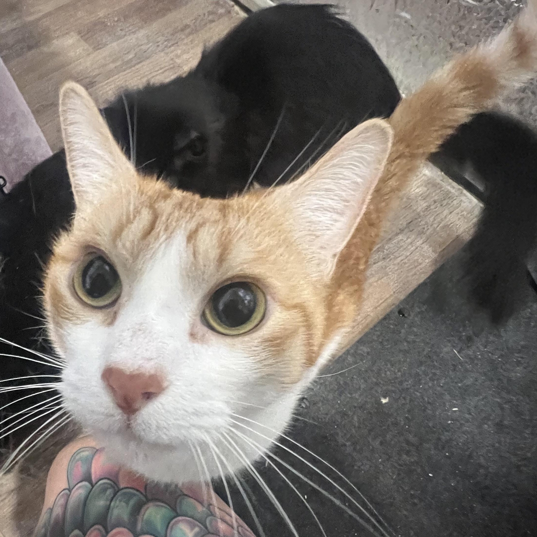 Rascal, a Adoptable Domestic Short Hair in Rio Linda, CA image 6/6