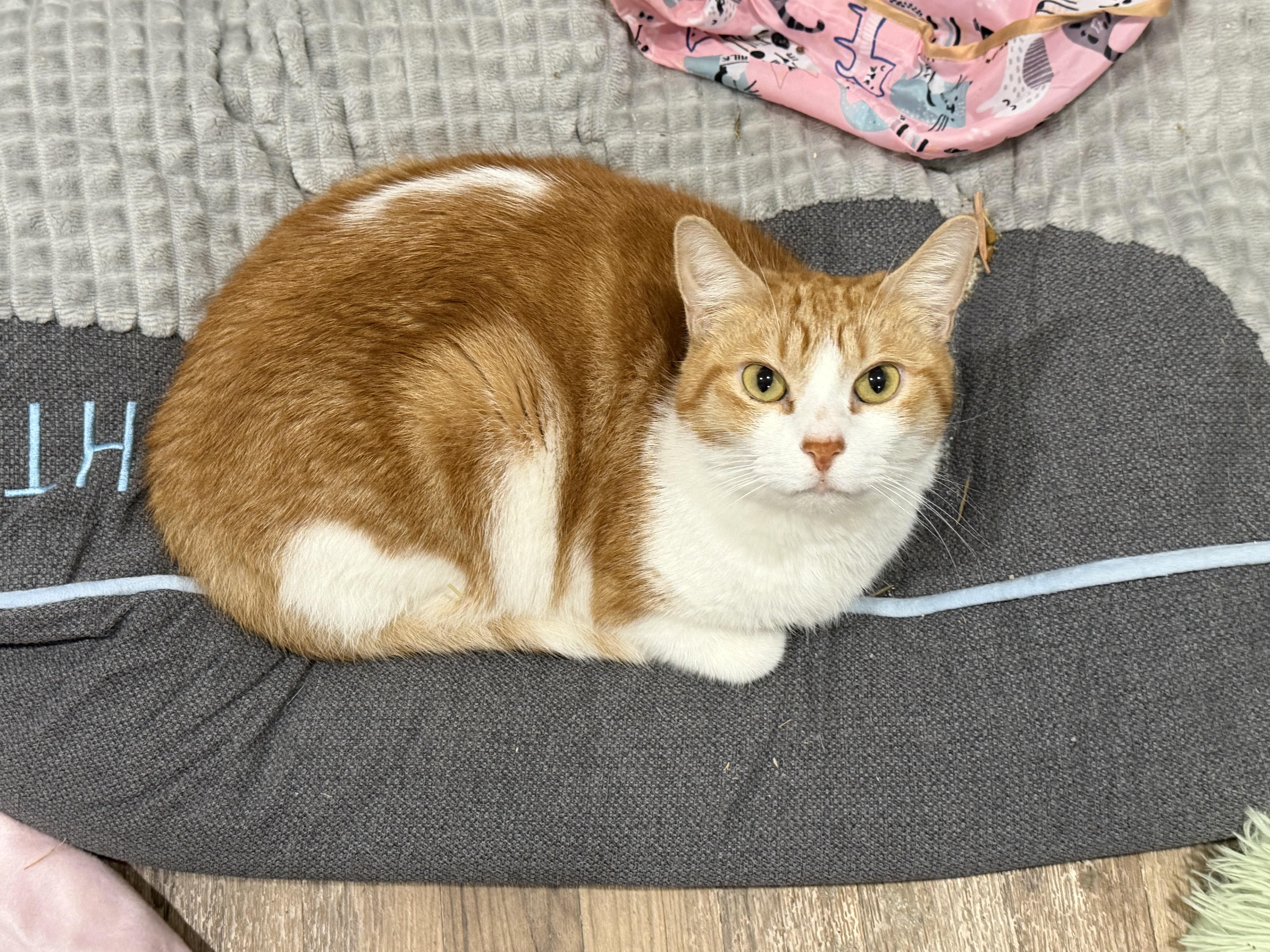 Rascal, a Adoptable Domestic Short Hair in Rio Linda, CA image 2/6