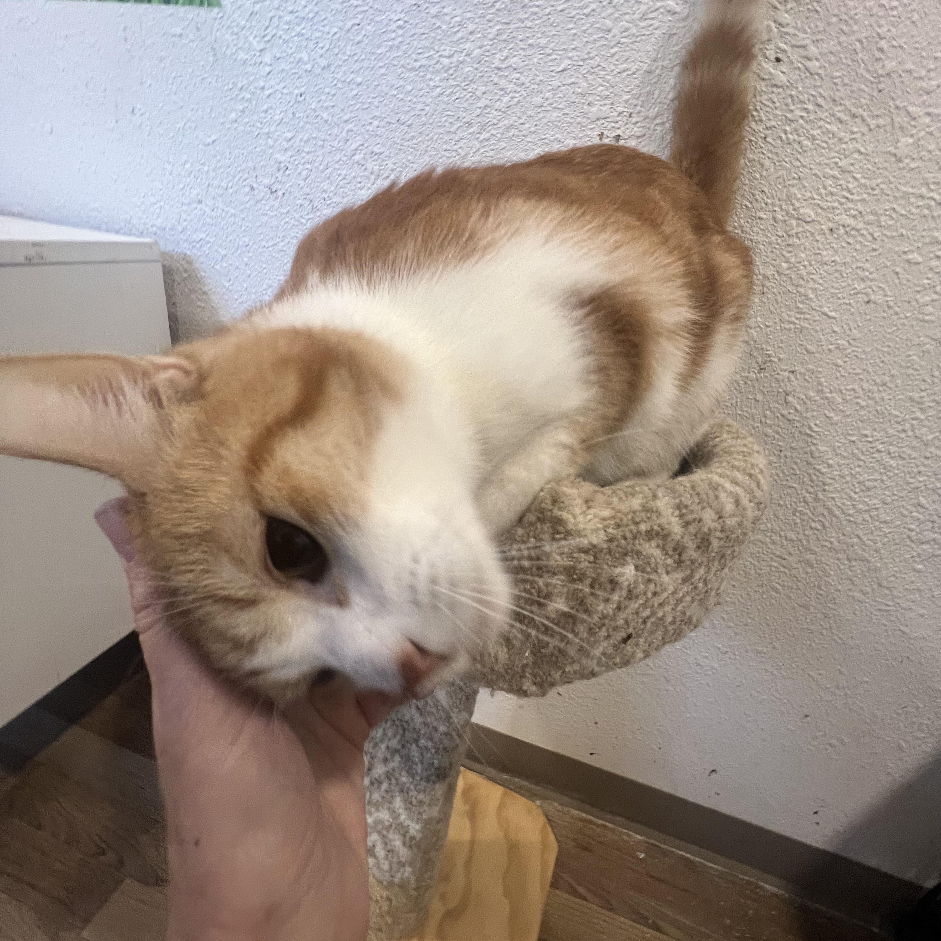 Rascal, a Adoptable Domestic Short Hair in Rio Linda, CA image 4/6