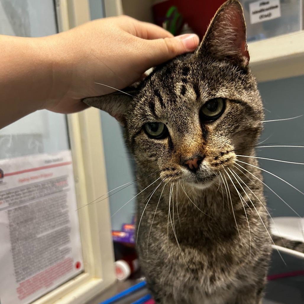 Enlarge Big Boy, a Adoptable Domestic Short Hair in Novelty, OH image 1/1