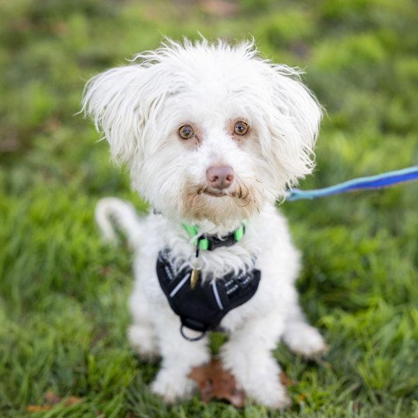 Tanner, Adoptable, Adult Male Poodle.