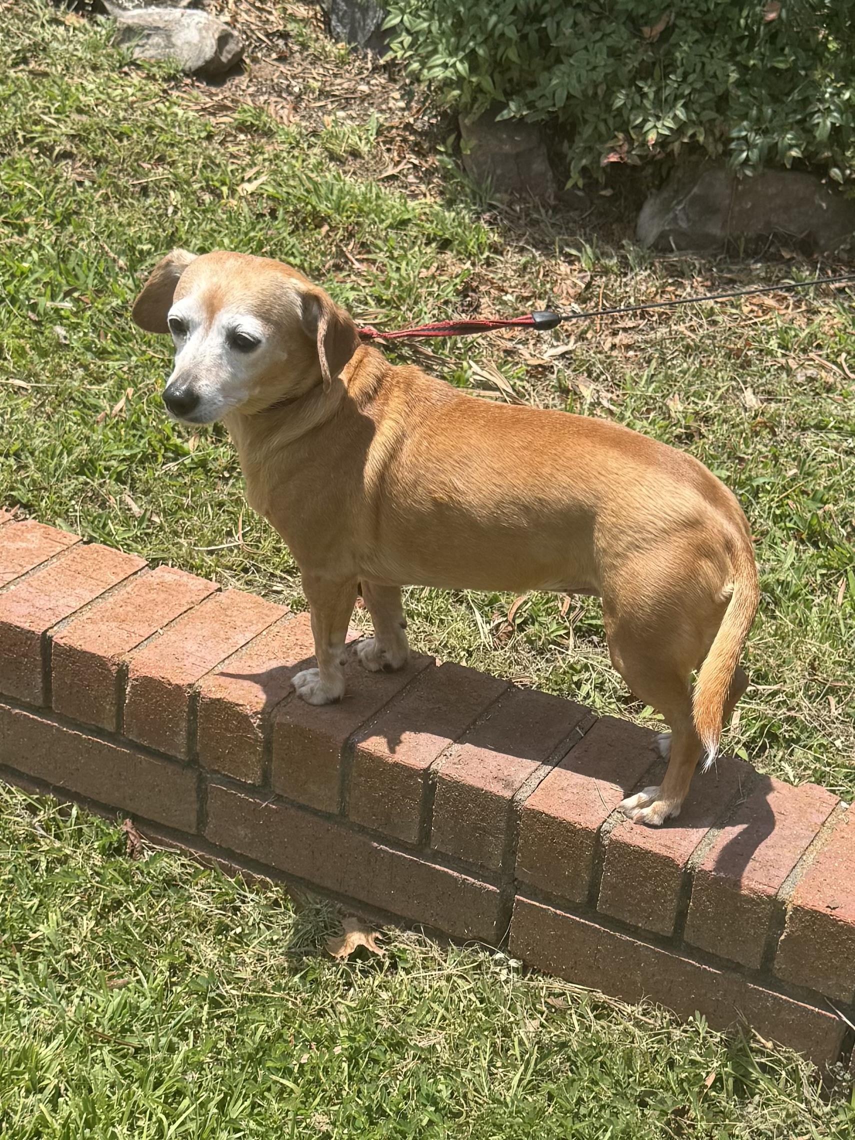 Reba, adopted, Adult Female Dachshund.