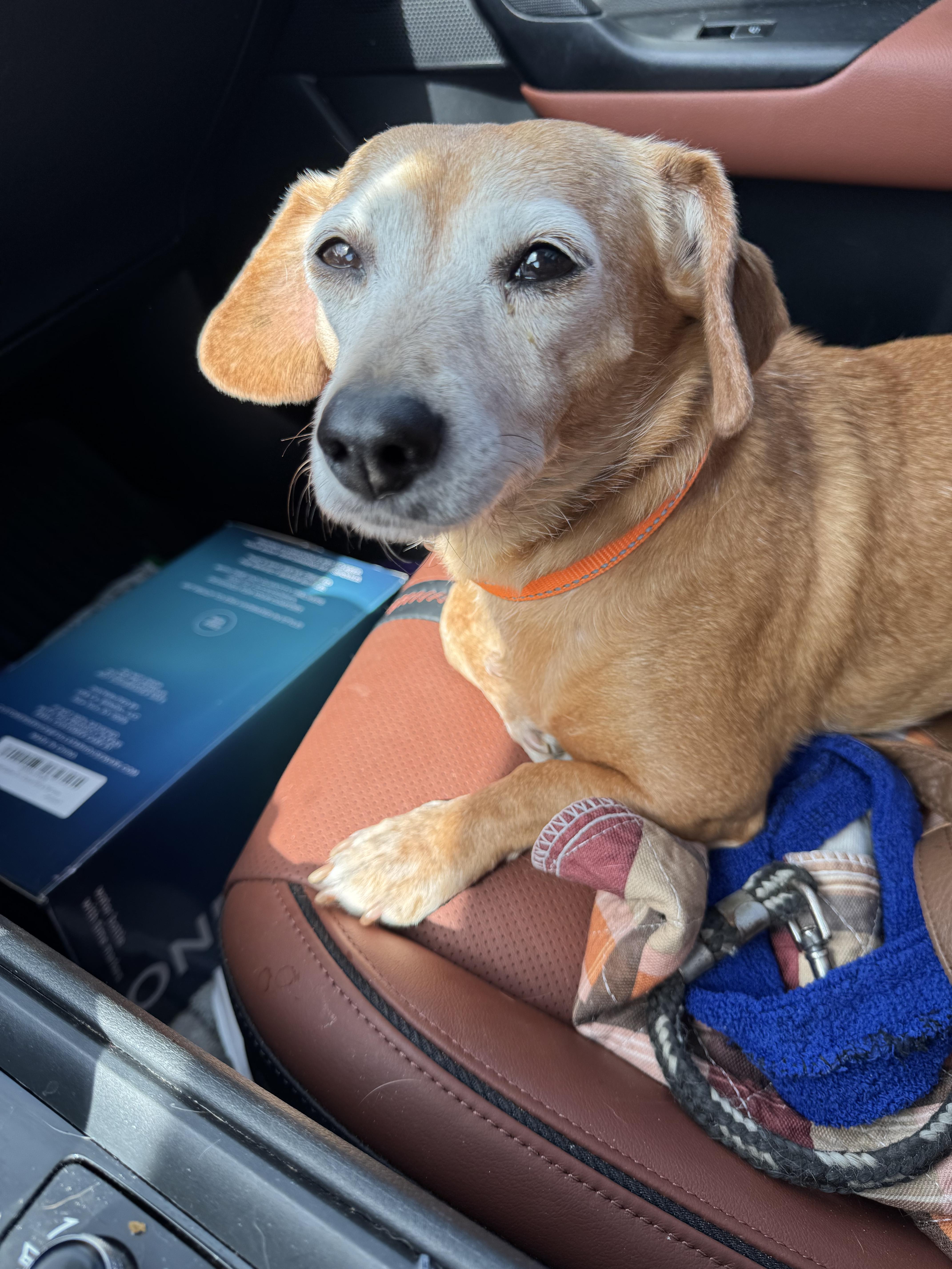 Enlarge Reba, an adopted mixed breed in Warwick, RI image 6/6
