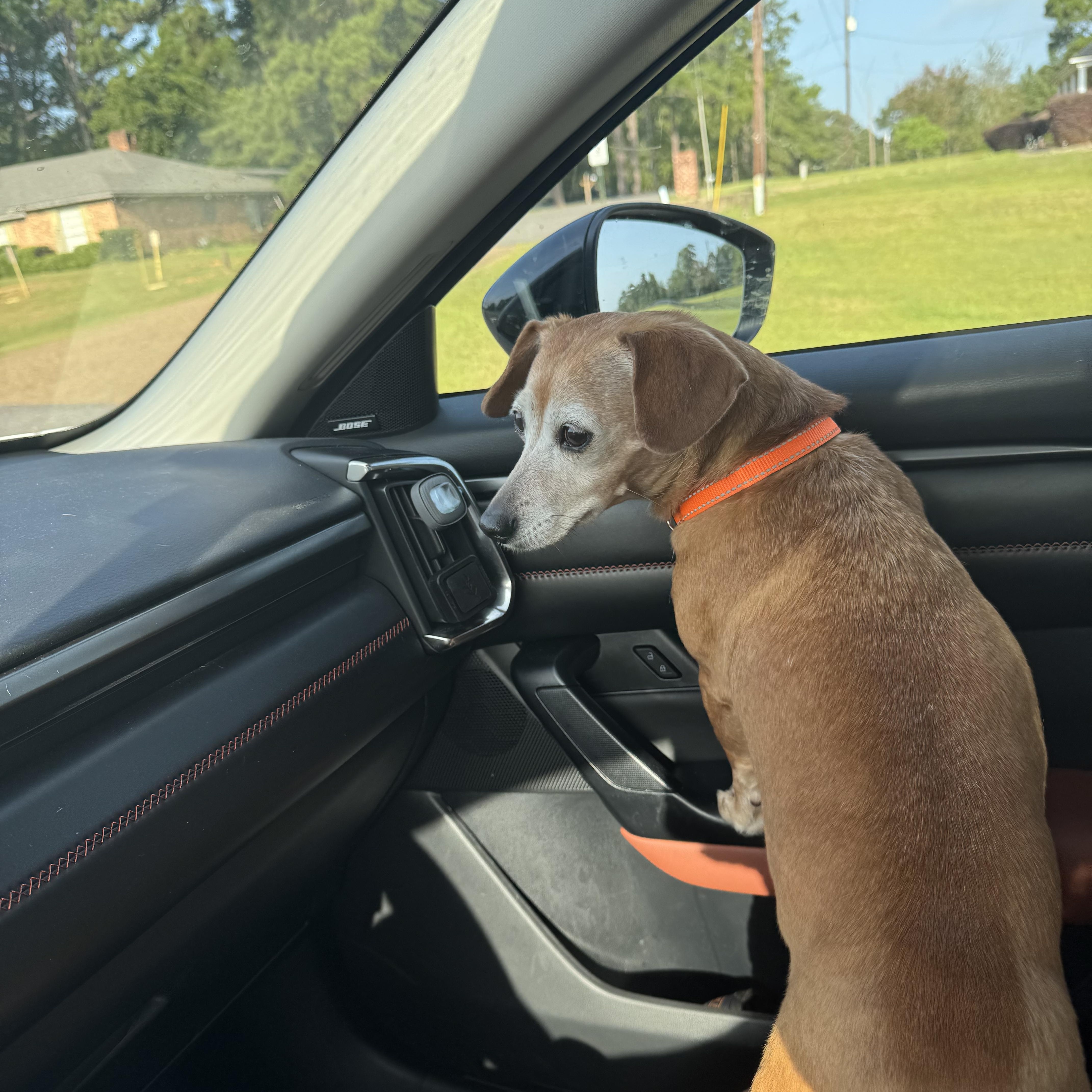 Enlarge Reba, an adopted mixed breed in Warwick, RI image 5/6