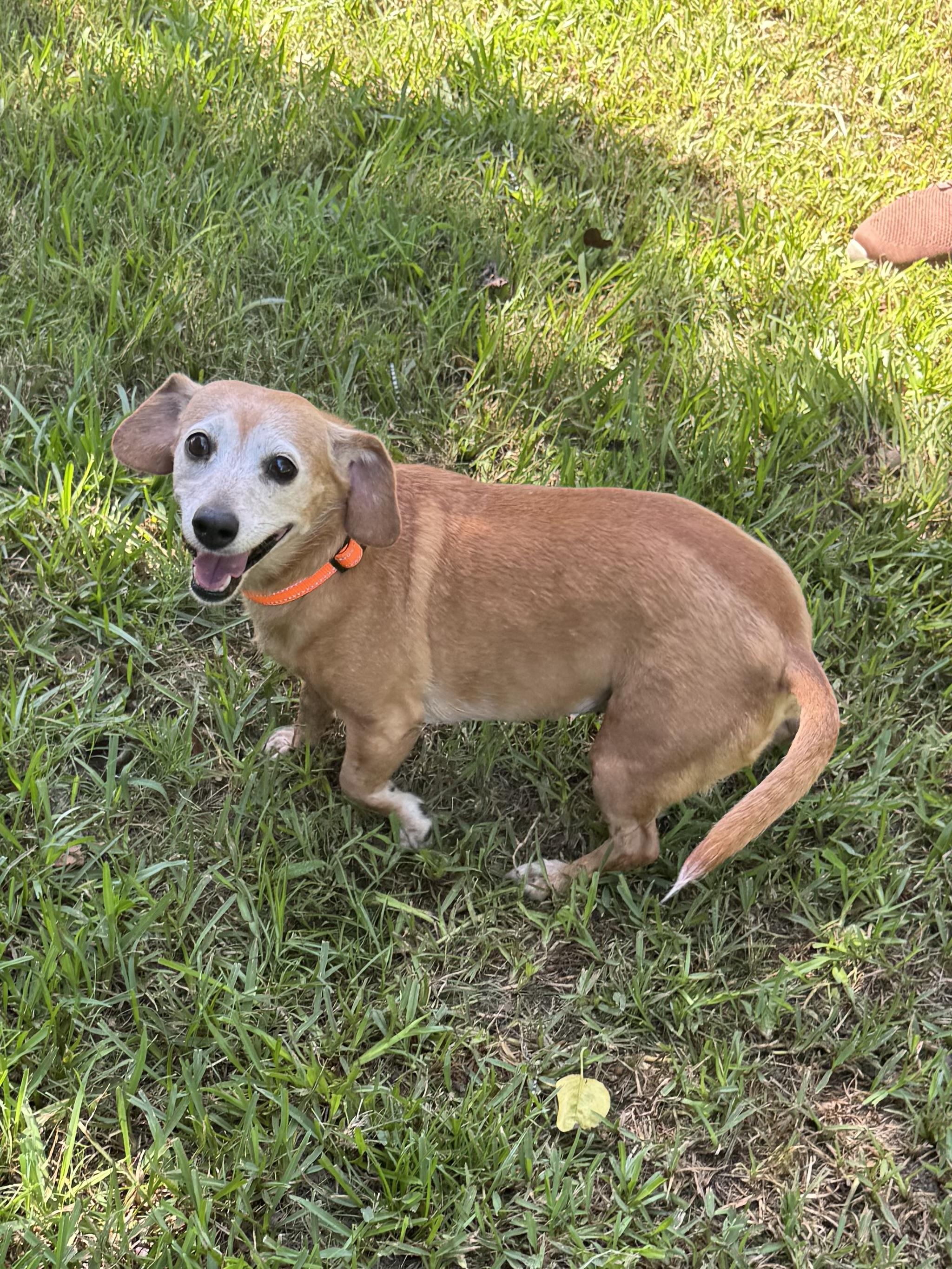 Enlarge Reba, an adopted mixed breed in Warwick, RI image 3/6