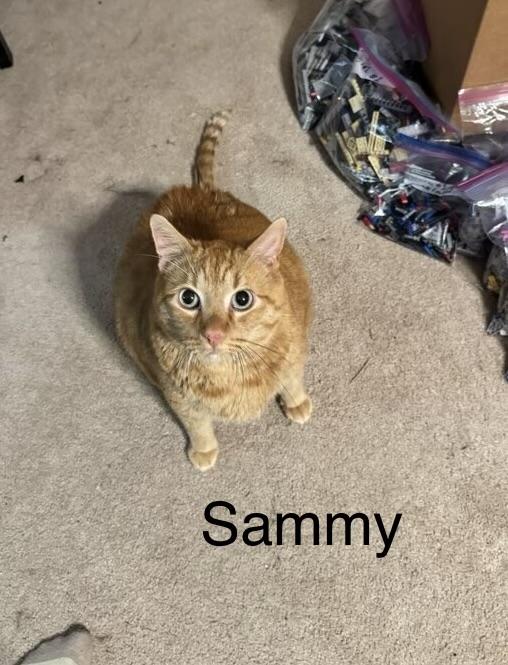 Sammy, Adoptable, Adult Male Domestic Short Hair.
