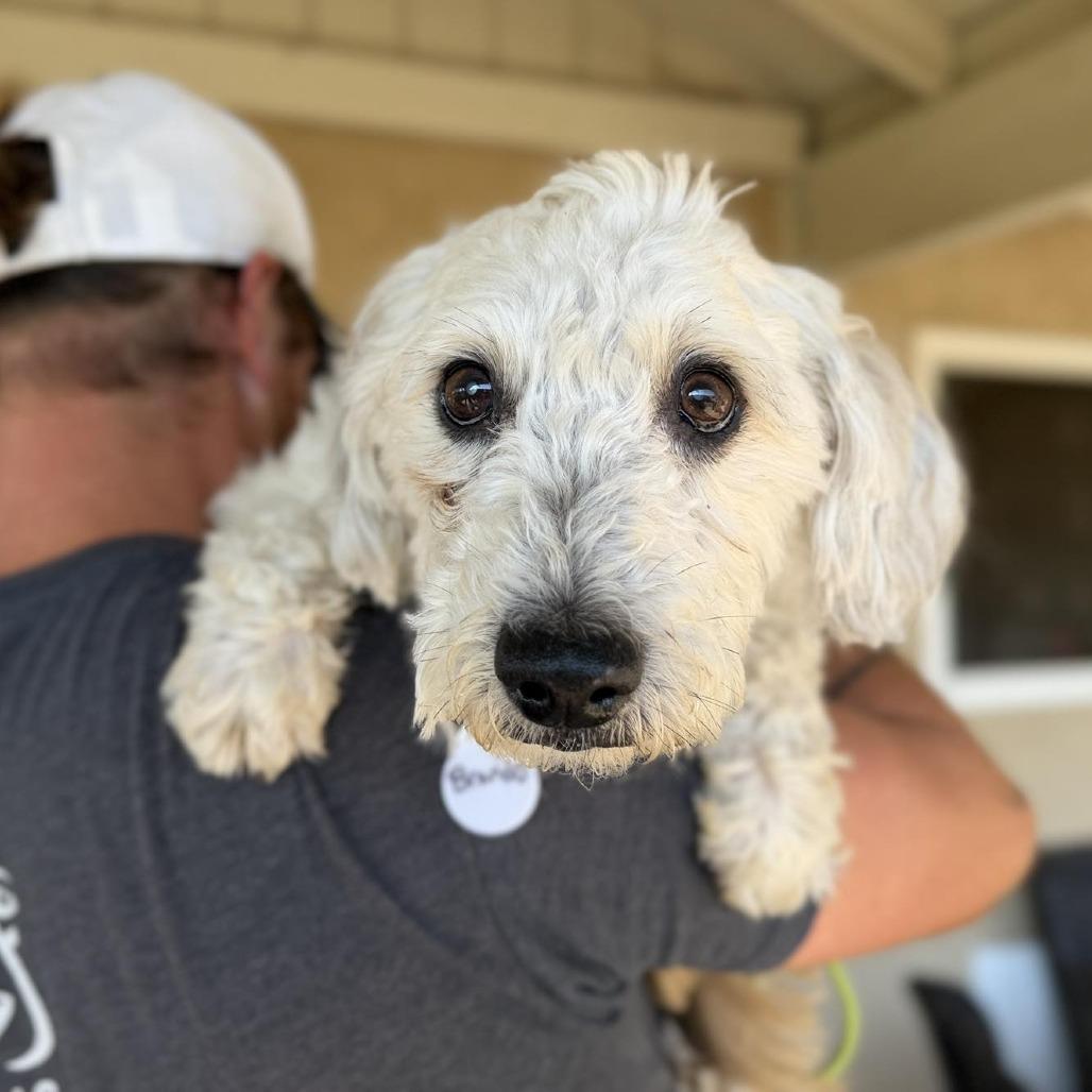 Brando — thumbnail 2