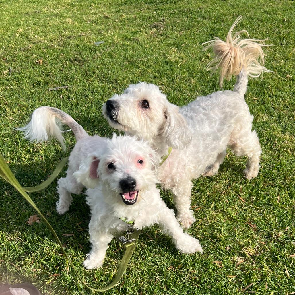 Brando — thumbnail 3