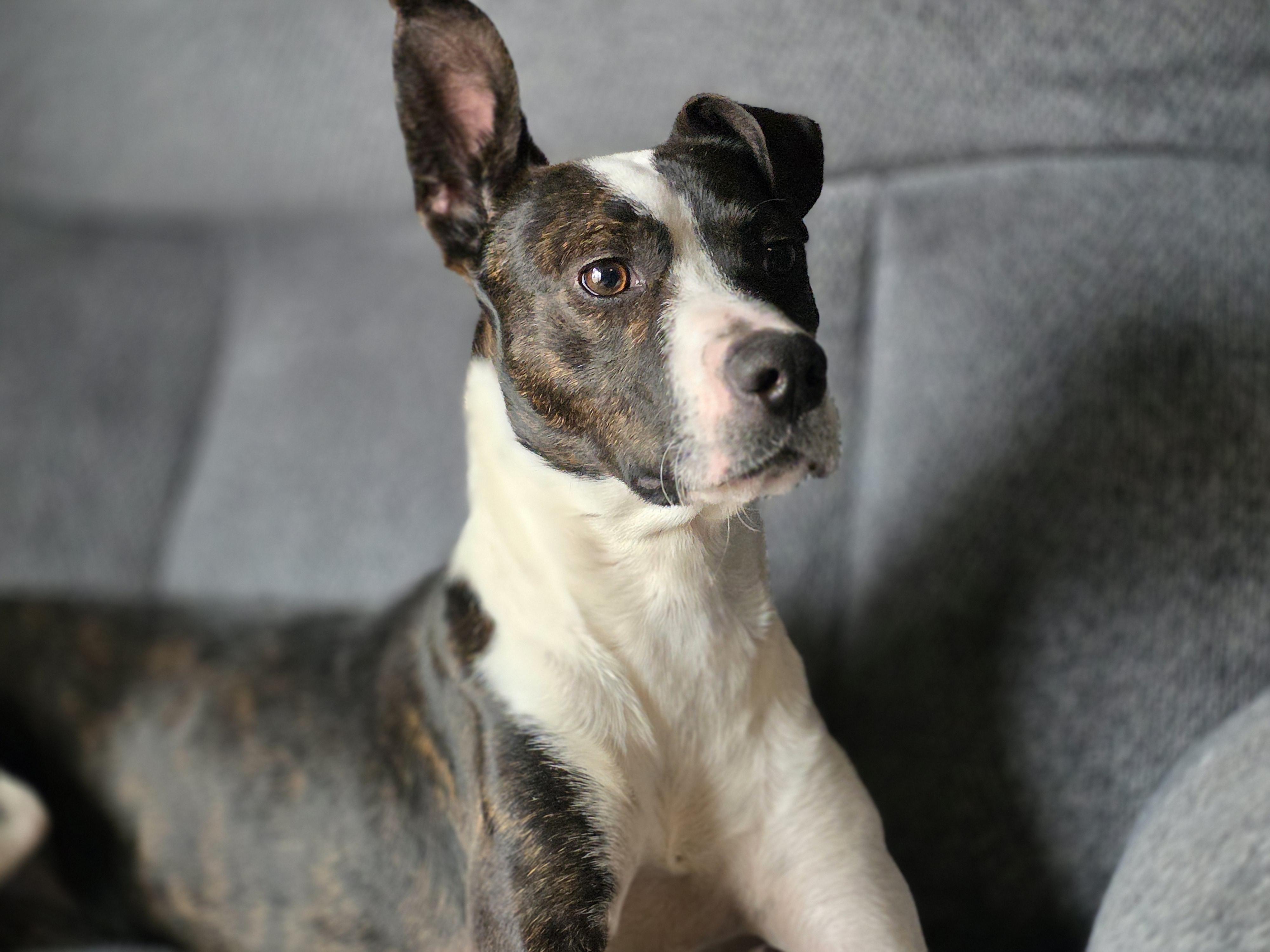 Wiggy , a ADOPTABLE Mixed Breed in Pekin, IL image 2/5