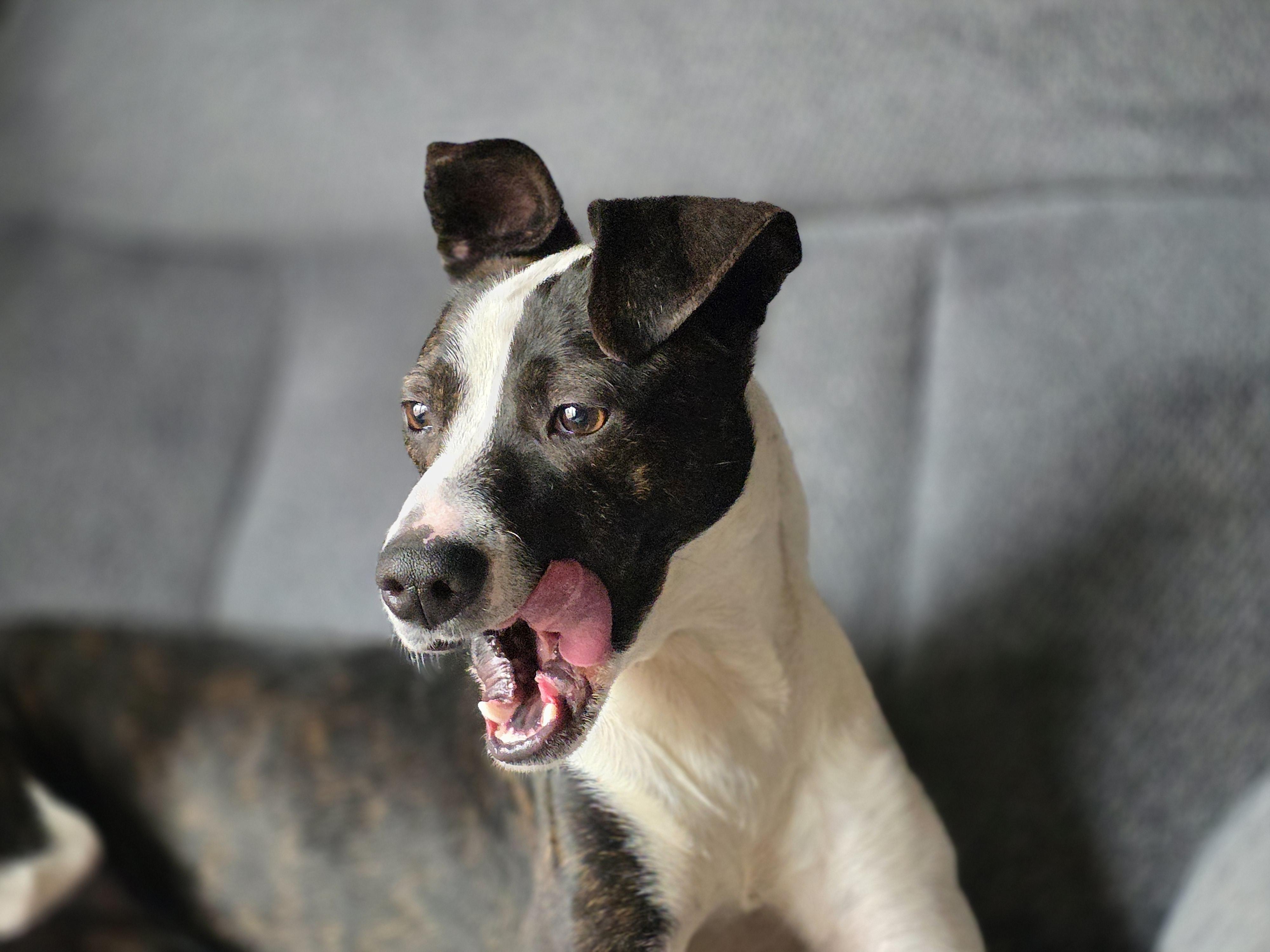 Wiggy , a ADOPTABLE Mixed Breed in Pekin, IL image 1/5