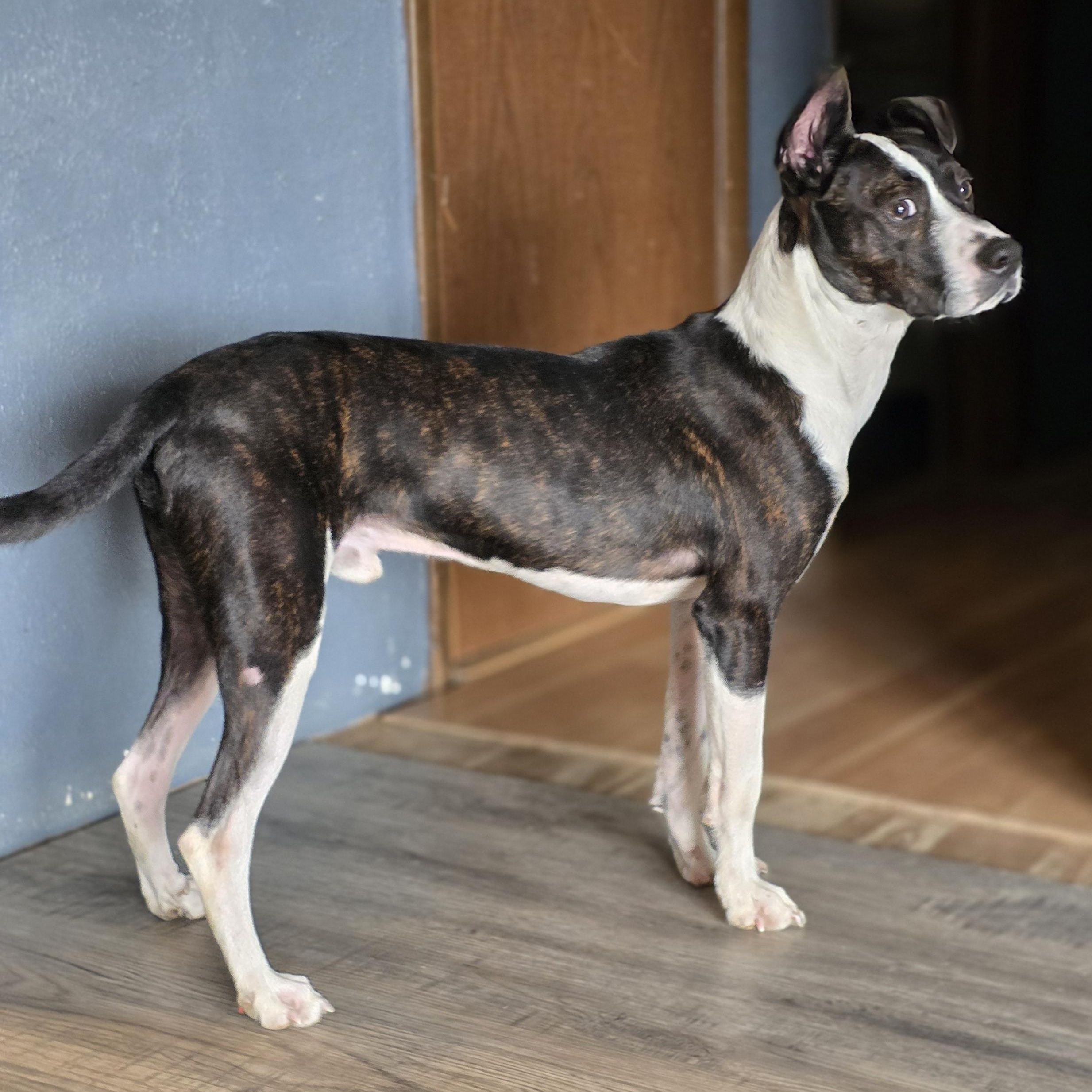 Wiggy , a ADOPTABLE Mixed Breed in Pekin, IL image 3/5