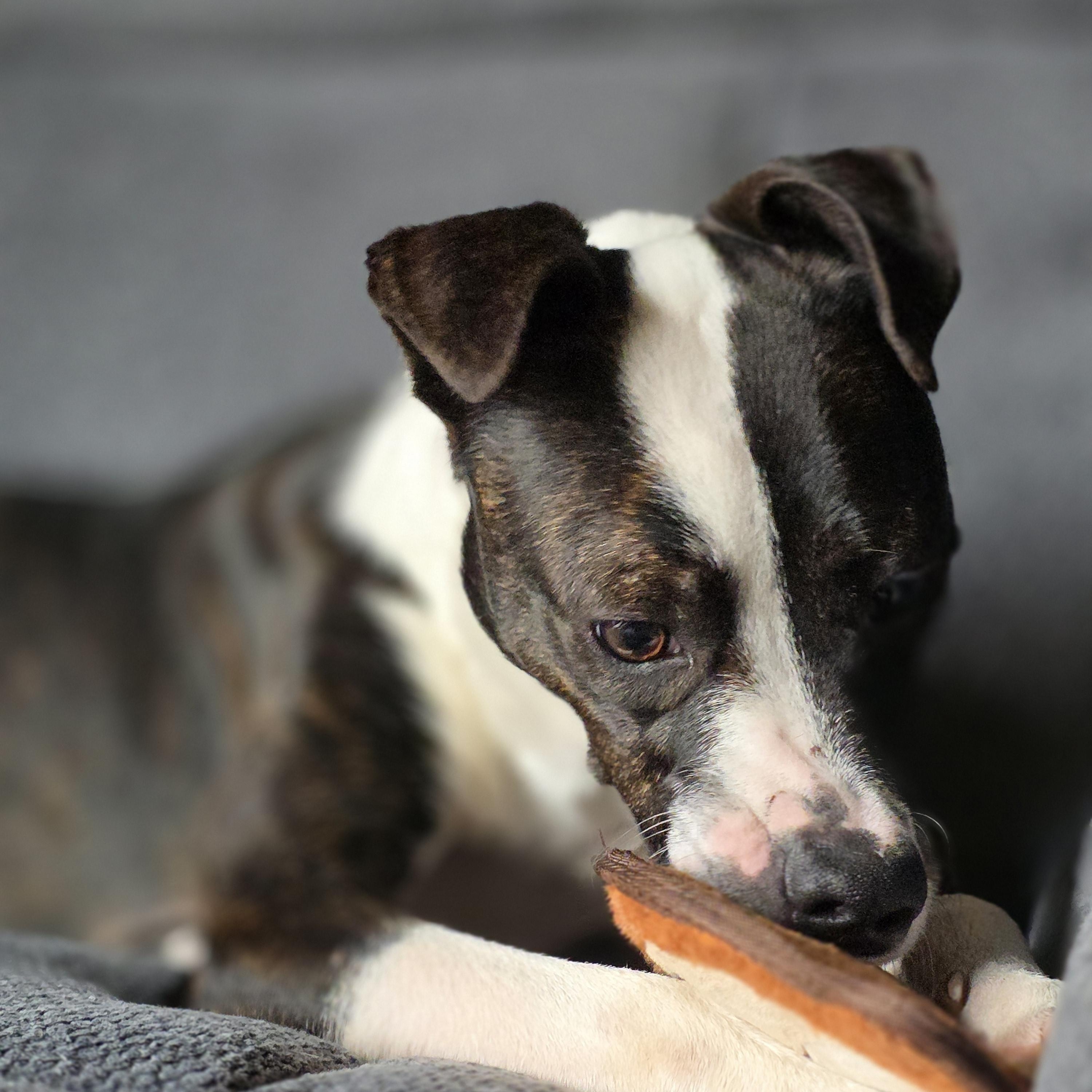 Wiggy , a ADOPTABLE Mixed Breed in Pekin, IL image 4/5