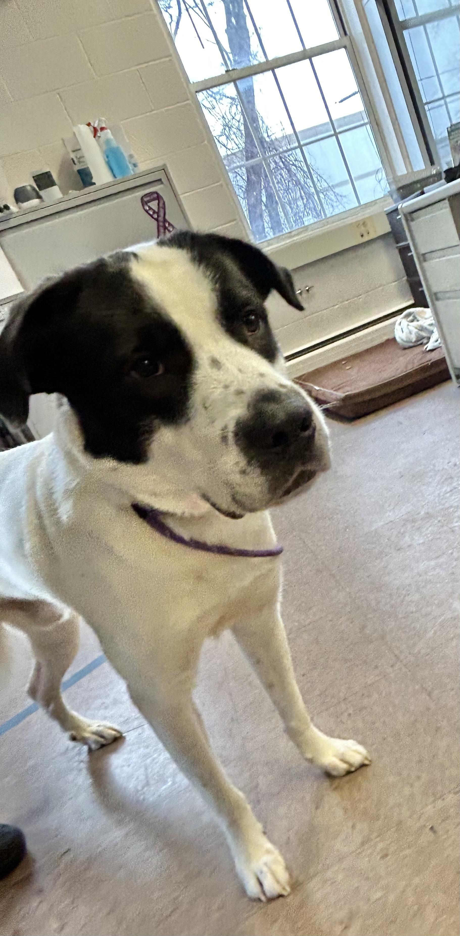 Flynn, a Adopted Mixed Breed in East Hartford, CT image 1/6