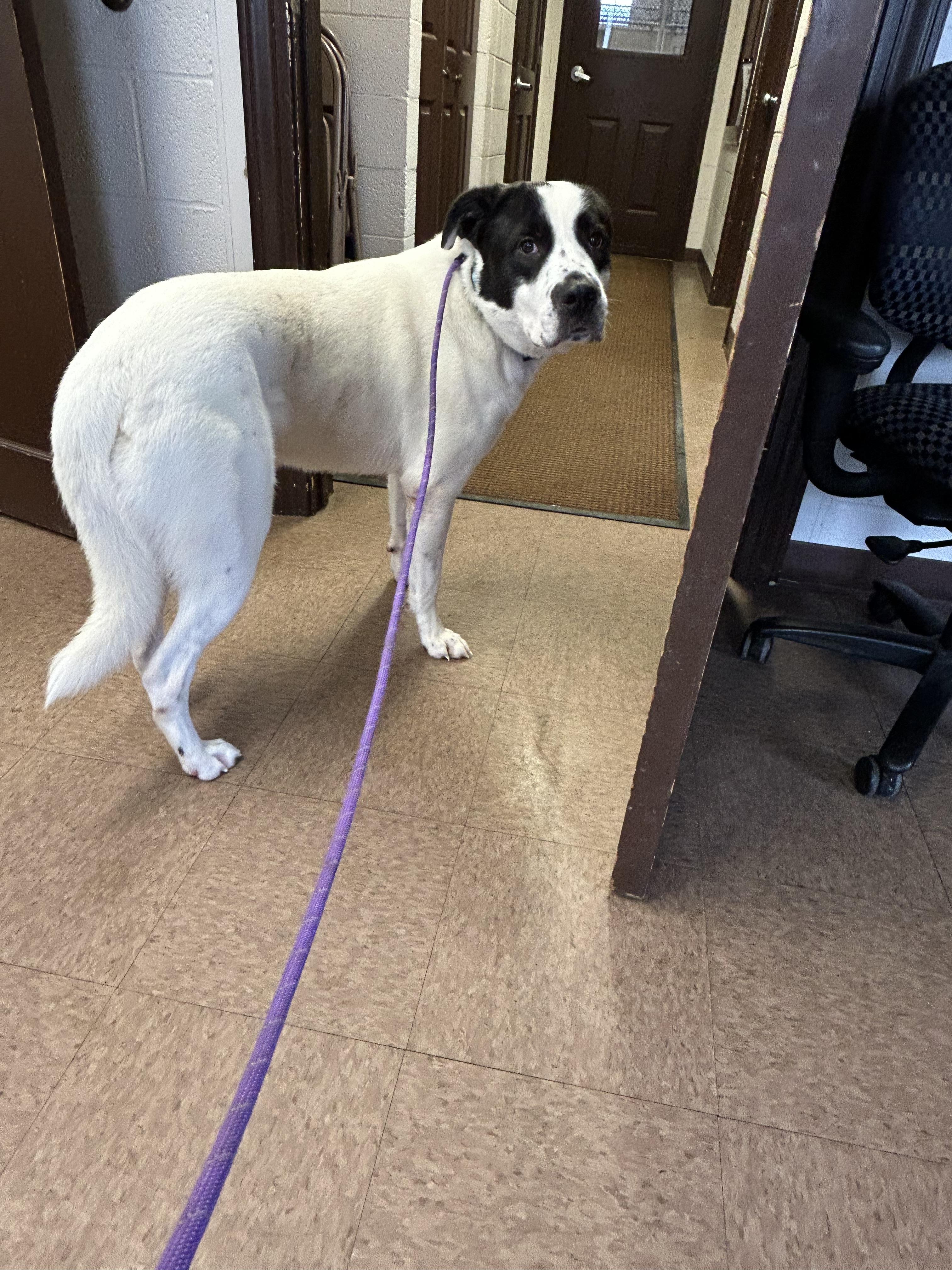 Flynn, a Adopted Mixed Breed in East Hartford, CT image 2/6