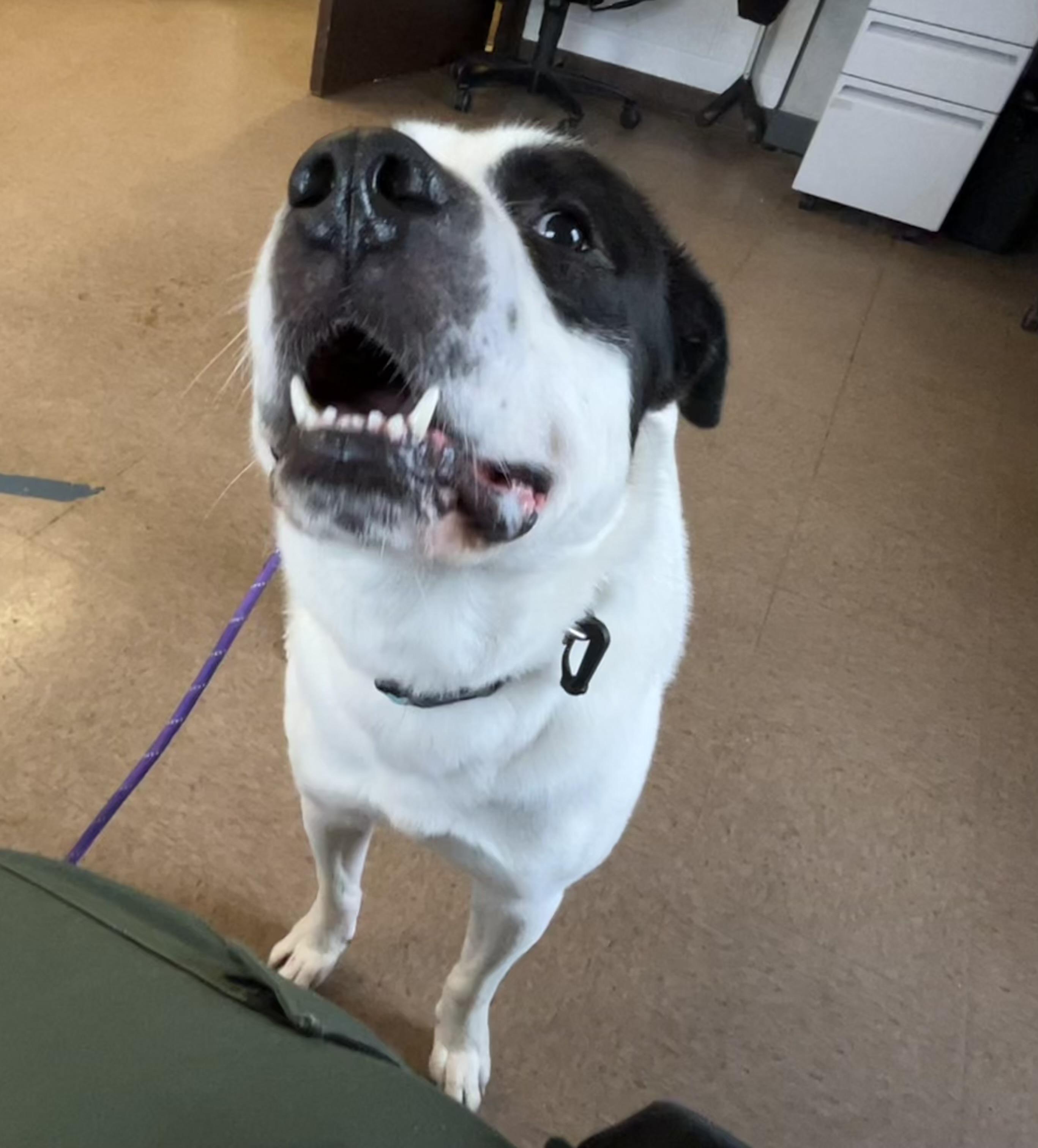 Flynn, Adopted, Adult Male Mixed Breed.