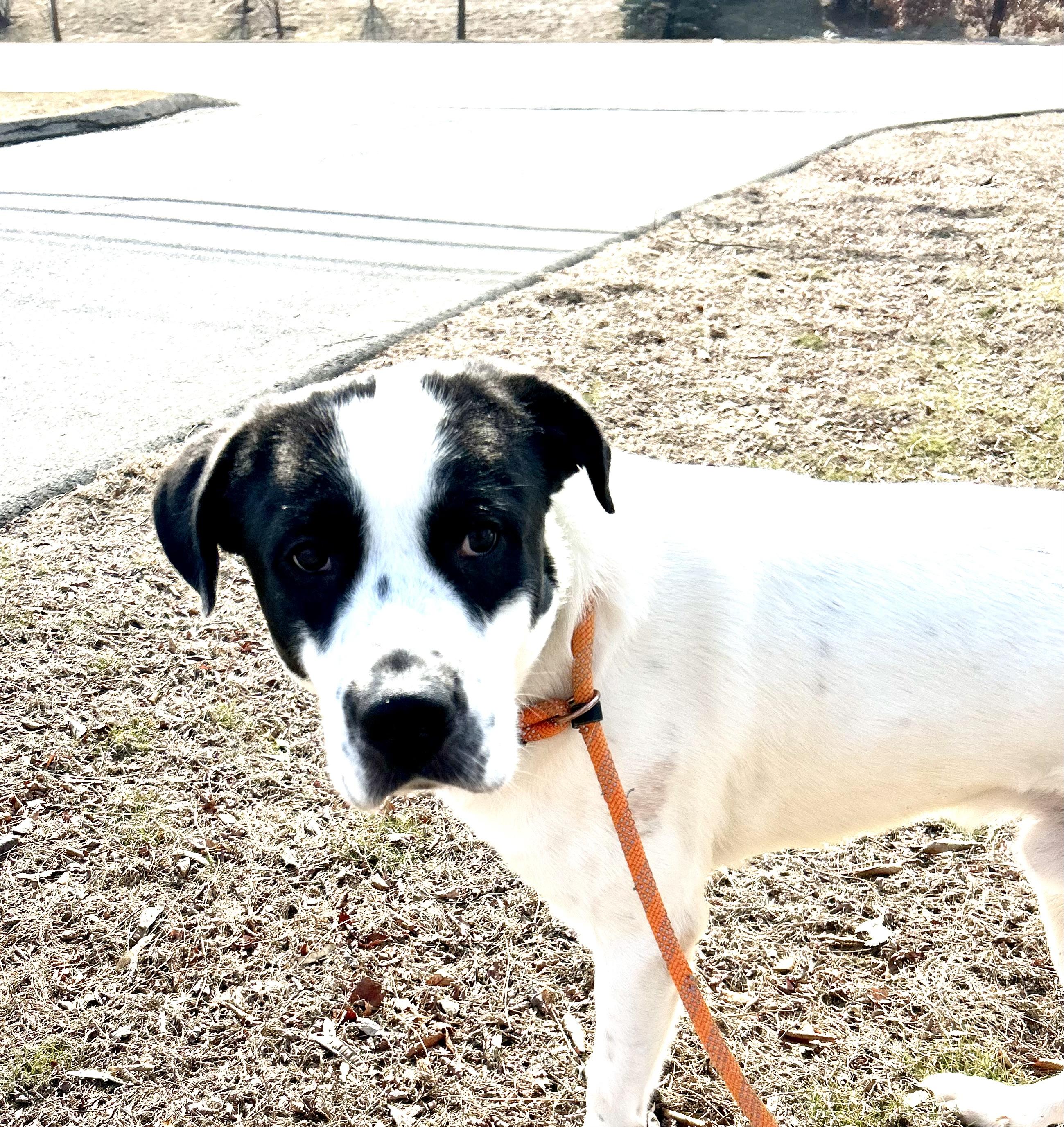 Flynn, a Adopted Mixed Breed in East Hartford, CT image 4/6