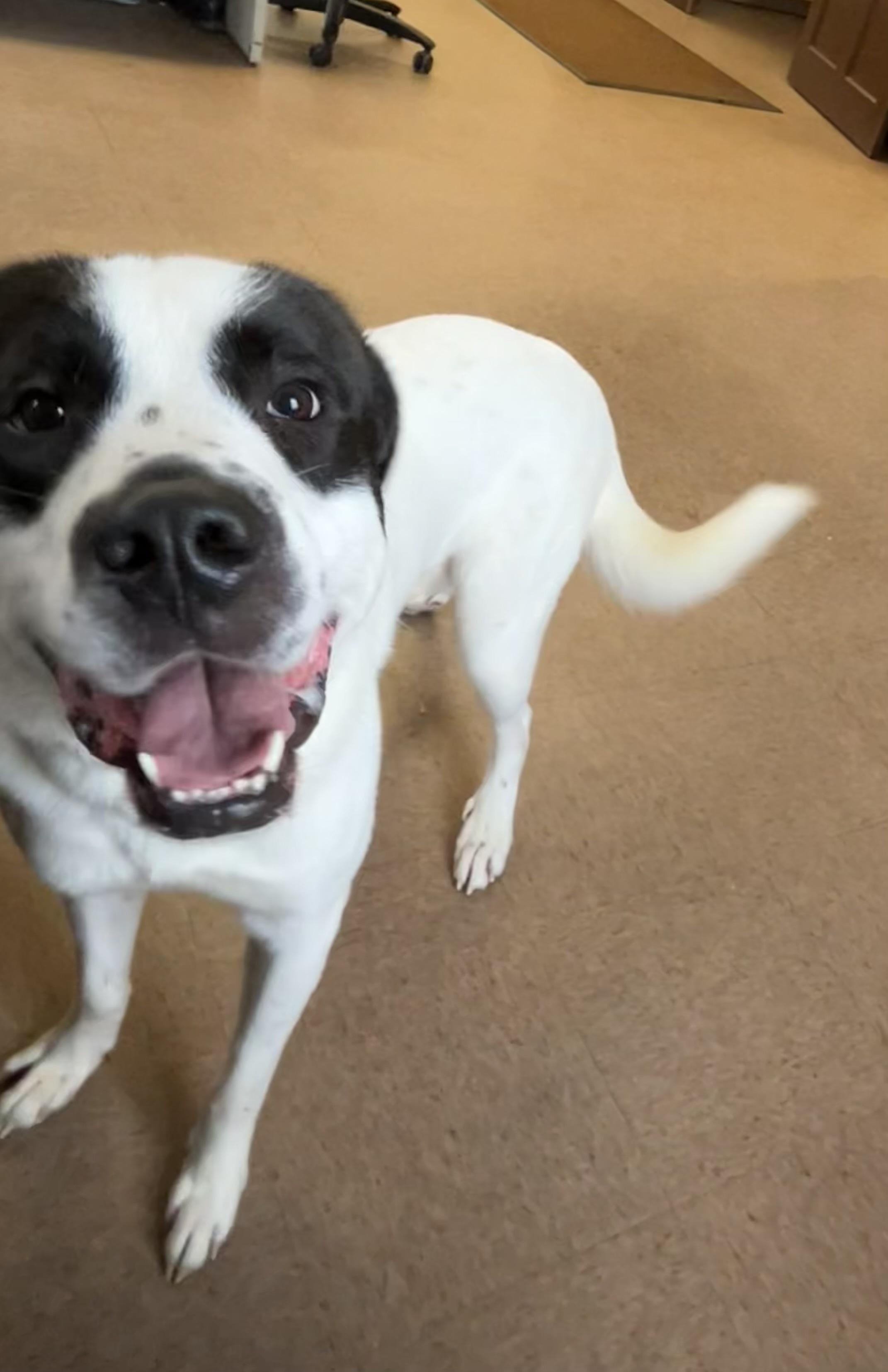 Flynn, a Adopted Mixed Breed in East Hartford, CT image 5/6