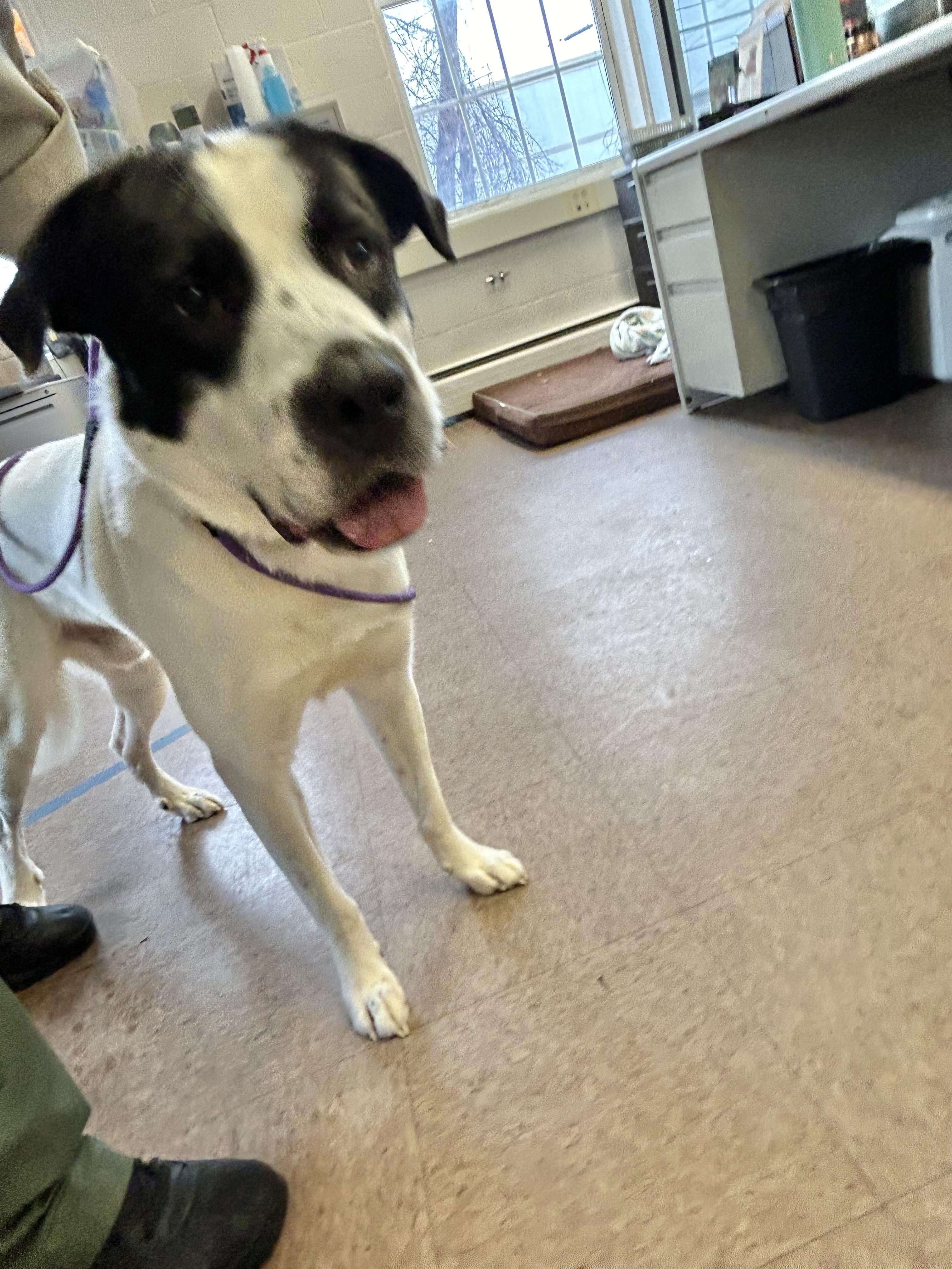 Flynn, a Adopted Mixed Breed in East Hartford, CT image 6/6