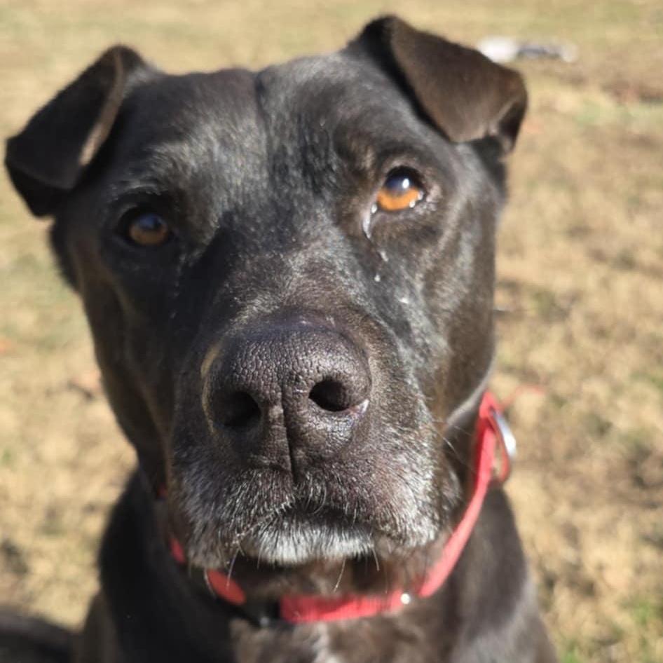 Enlarge Smokey, a hold mixed breed in Orange, VA image 2/4
